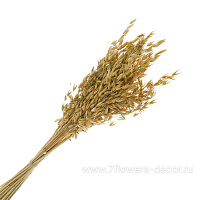 Букет из сухих колосовых культур "Овёс", 85 г - фото 1
