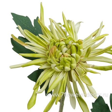 Цветок искусственный Хризантема, H75 см - фото 2