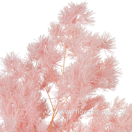 Сухоцветы стабилизированные Аспарагус Умбилатус, 80 г - фото 2