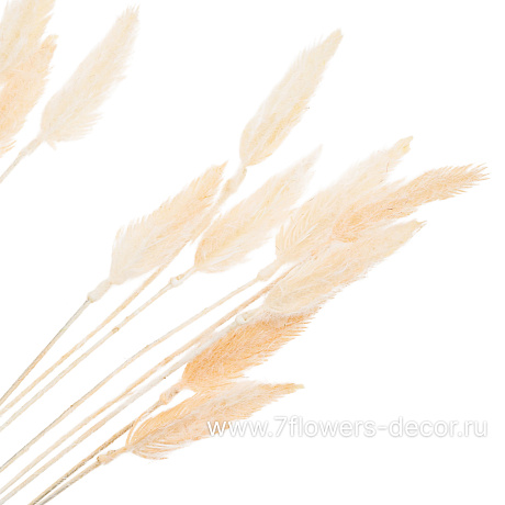 Растение искусственное Лагурус, H55 см - фото 2