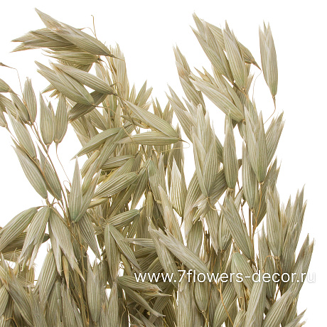 Сухоцветы Овес, H60 см, набор - фото 2