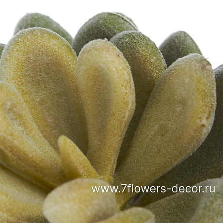 Растение искусственное Суккулент Седум Эллис, 7xH11 см - фото 2