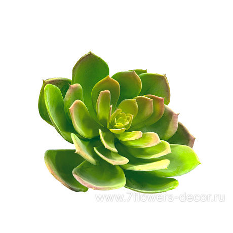 Растение искусственное Суккулент Эониум Канарский, 16xH16 см - фото 1