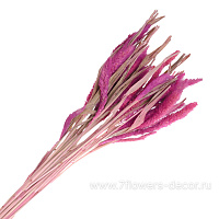 Букет из сухих колосовых культур "Могар", H60 см - фото 1