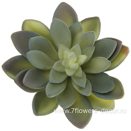 Растение искусственное Суккулент Эхеверия изящная, 11xH11 см - фото 1