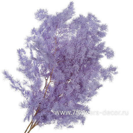 Сухоцветы стабилизированные Аспарагус Умбилатус, 80 г - фото 1