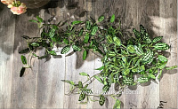 Растение искусственное ампельное "Пилея", H76 см - фото 1
