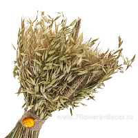 Букет из сухих колосовых культур (пшеница, чумиза, овёс, бессмертник) - фото 1