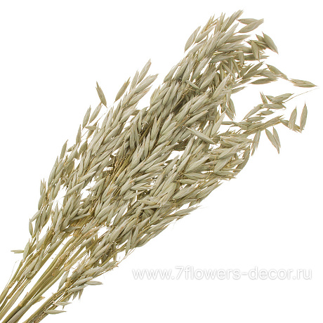 Сухоцветы Овес, H60 см, набор - фото 1