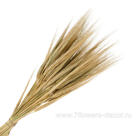 Букет из сухих колосовых Ячмень, 75 г - фото 1