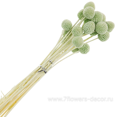 Сухоцветы Краспедия, набор (20 шт) - фото 1