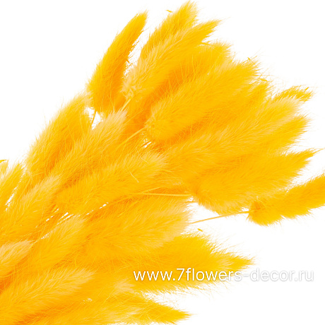 Сухоцветы Лагурус, набор (60 шт) - фото 2