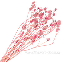 Сухоцветы "Эрингиум", H50 см, набор (5 шт) - фото 1