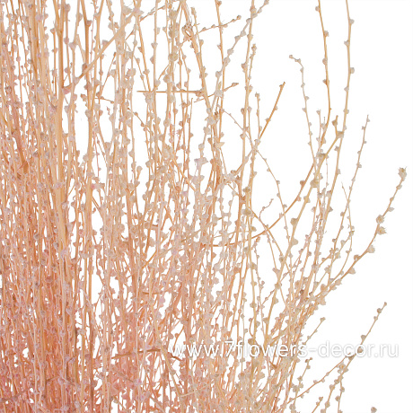 Сухоцветы, H65 см, набор - фото 2