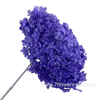 Сухоцветы стабилизированные "Гортензия", H20-25 см - фото 1