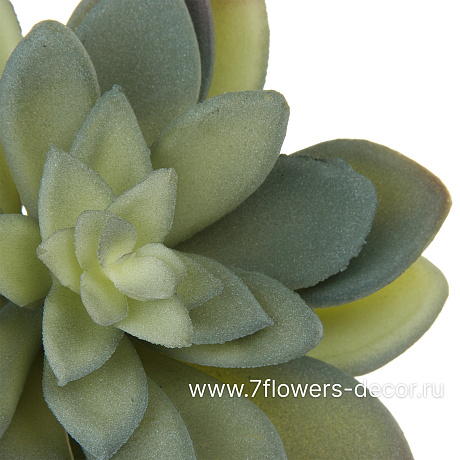 Растение искусственное Суккулент Эхеверия изящная, 11xH11 см - фото 2