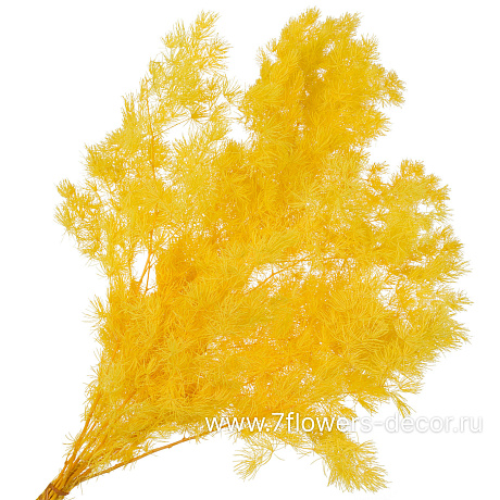 Сухоцветы стабилизированные Аспарагус Умбилатус, 80 г - фото 1