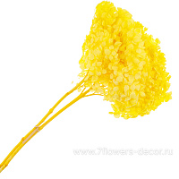 Сухоцветы стабилизированные "Гортензия", H20-25 см - фото 1