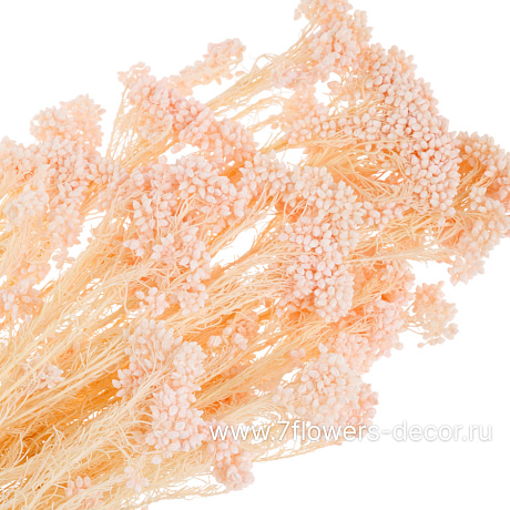 Сухоцветы стабилизированные Озотамнус, 70 г - фото 2