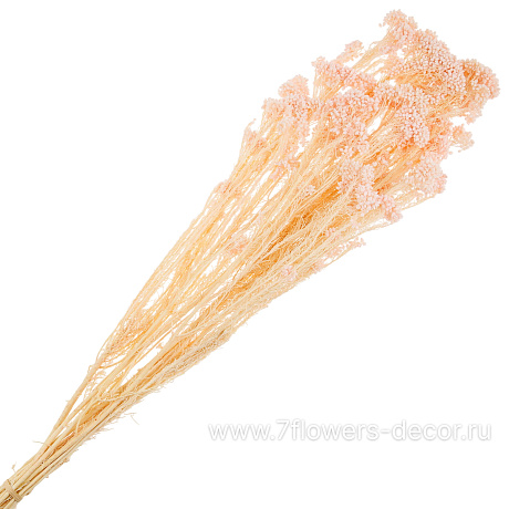 Сухоцветы стабилизированные Озотамнус, 70 г - фото 1