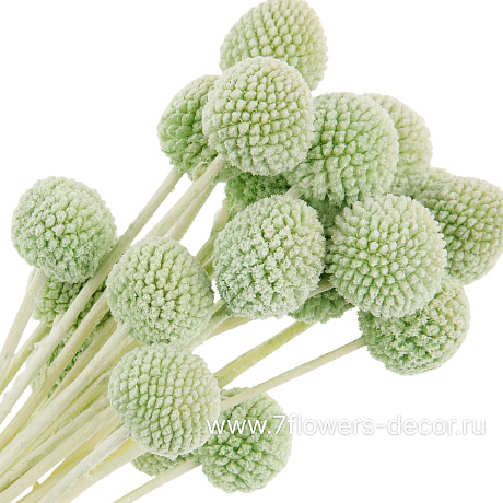 Сухоцветы Краспедия, набор (20 шт) - фото 2