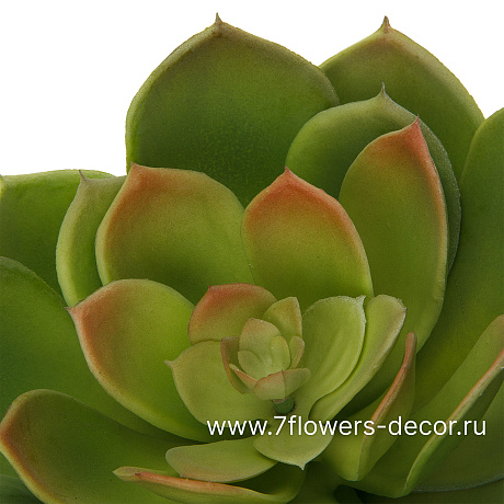 Растение искусственное Суккулент Эониум Канарский, 16xH16 см - фото 2