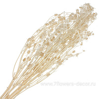 Сухоцветы, H70 см, набор - фото 1