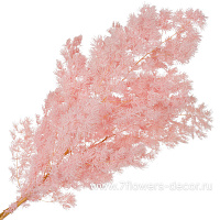 Сухоцветы стабилизированные "Аспарагус Умбилатус", 80 г - фото 1